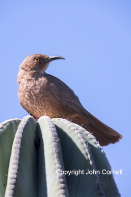 Curve-billed-Thrasher;One;Thrasher;Toxostoma-curvirostre;avifauna;bird;birds;col